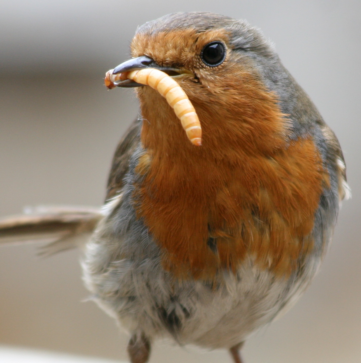 Rotkehlchen aus Wikimedia Commons